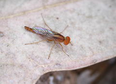 Nanexila vittata