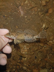 Potomac Sculpin photo 2