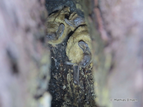Common Noctule