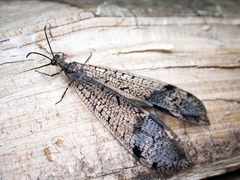 Glenoleon pulchellus