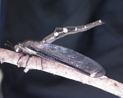 Stilbopteryx walkeri