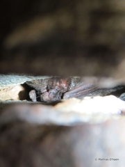 Barbastella barbastellus