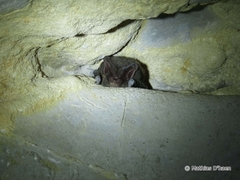 Barbastella barbastellus