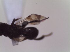 Hymenoptera