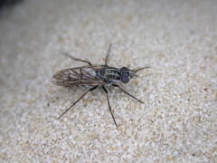 Anabarhynchus maritimus