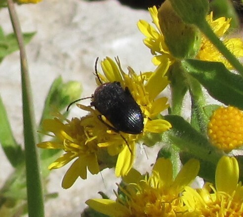 Heliotaurus ruficollis, Coimbra, Portugal, photo 4 of 10