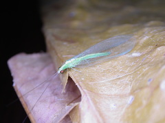 Chrysoperla congrua