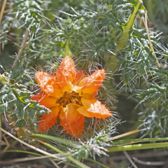 Caiophora chuquitensis