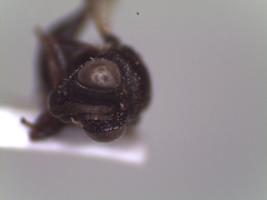 Hymenoptera