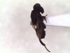 Hymenoptera