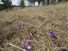 Crocus heuffelianus