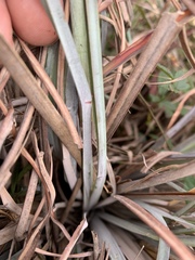 Andropogon virginicus