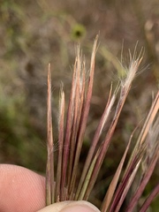 Andropogon virginicus