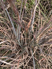 Andropogon virginicus