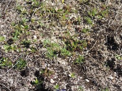 Diplotaxis catholica