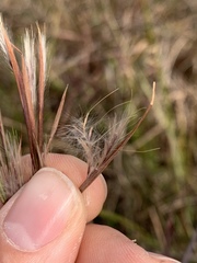 Andropogon virginicus