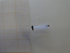 Hymenoptera