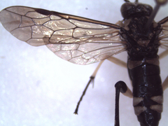 Macrophya