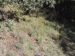 Dactylis glomerata hispanica