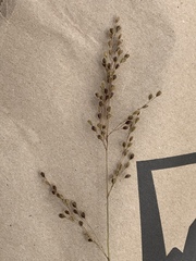 Anthenantia