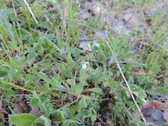 Myosotis discolor