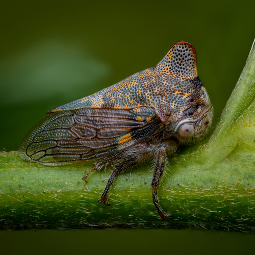 Oak Treehopper photo 6