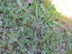 Myosotis discolor