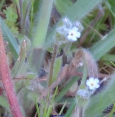 Myosotis discolor
