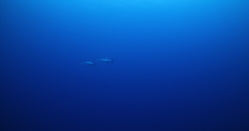 Scalloped hammerhead