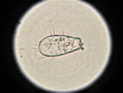Euglypha