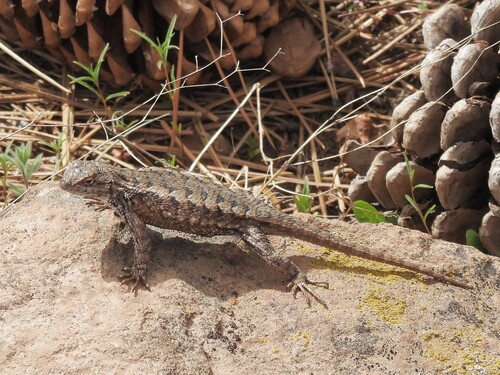 iNaturalist observation photo of Western Fence Lizard