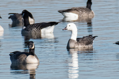 Branta × Anser
