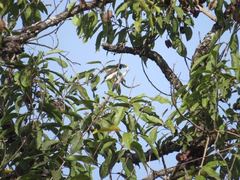 Spermestes fringilloides