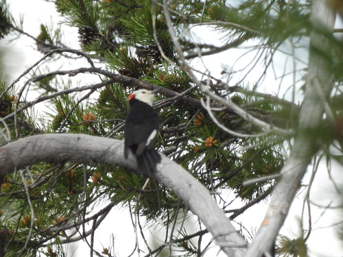 iNaturalist observation photo of White-headed Woodpecker
