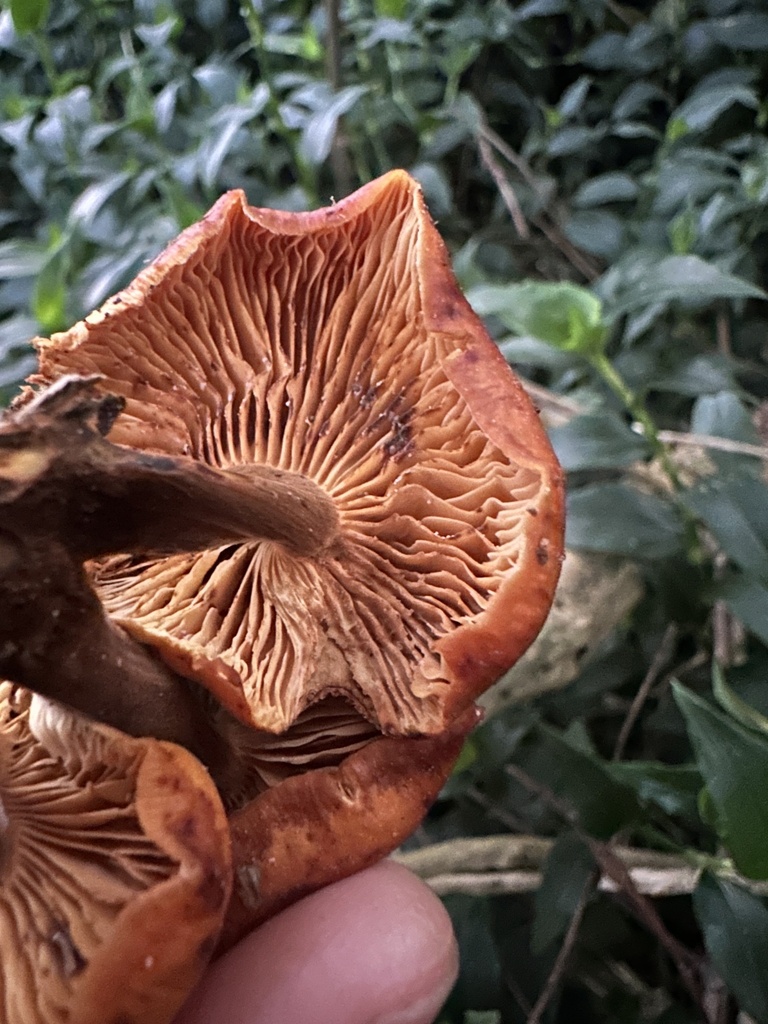 Flammulina velutipes · August 2025 · photo: © marmalade101 (iNaturalist, cc0)