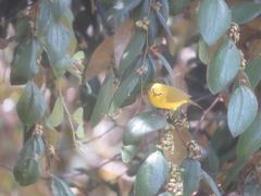 Zosterops senegalensis