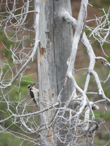 iNaturalist observation photo of Hairy Woodpecker
