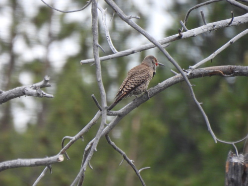 iNaturalist observation photo of Northern Flicker