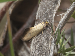 Edosa ochranthes