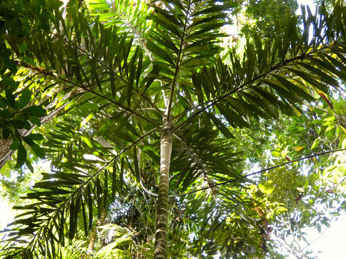 Normanbya normanbyi, photograph 2
