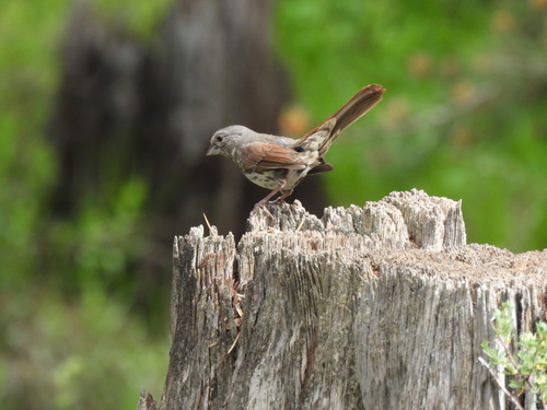 iNaturalist observation photo of Fox Sparrow