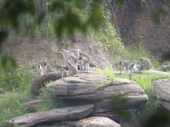 Chlorocebus tantalus