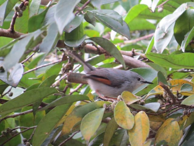 Red-Winged Grey Warbler