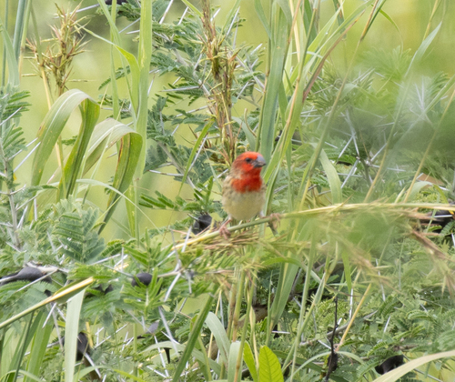 Cardinal Quelea (Quelea cardinalis), photo 4