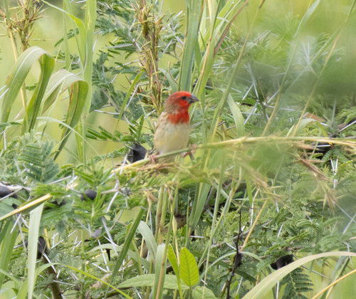 Cardinal Quelea (Quelea cardinalis), photo 2