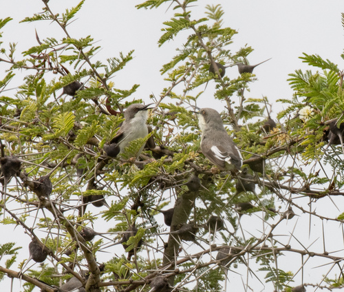 Karamoja Apalis (Apalis karamojae), photo 8