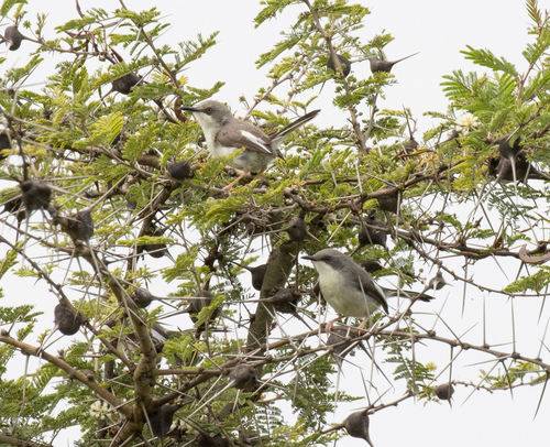Karamoja Apalis (Apalis karamojae), photo 5