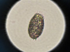 Colepidae