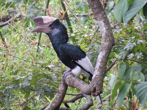 Black-and-white-casqued Hornbill