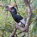 Black-and-white-casqued Hornbill - Photo (c) Mathias D'haen, some rights reserved (CC BY-NC)